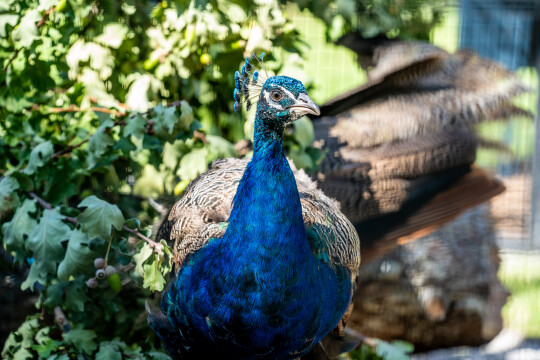 Peacocks at Palais des Nations