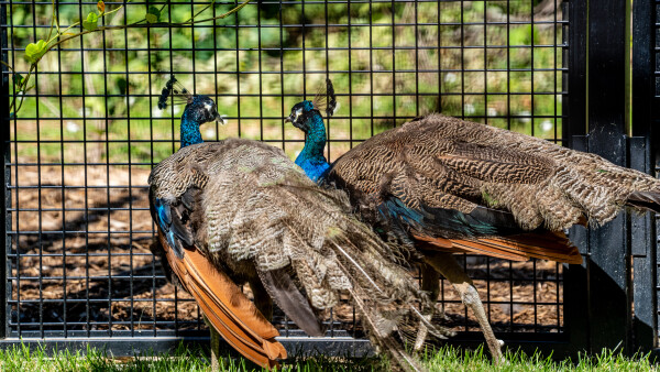 Peacocks return to UN Geneva