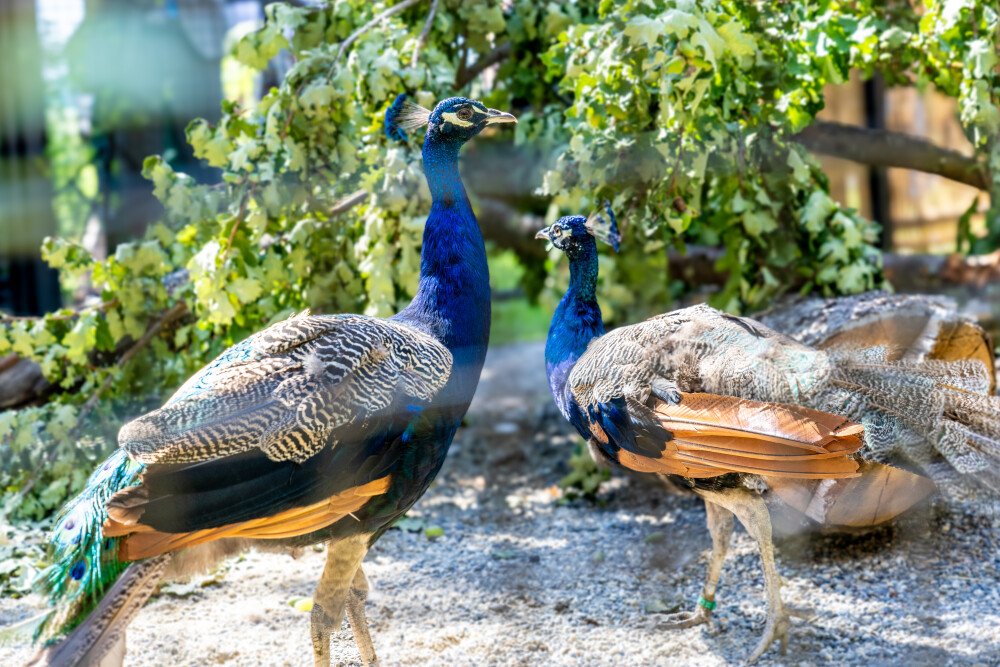 Peacocks at Palais des Nations