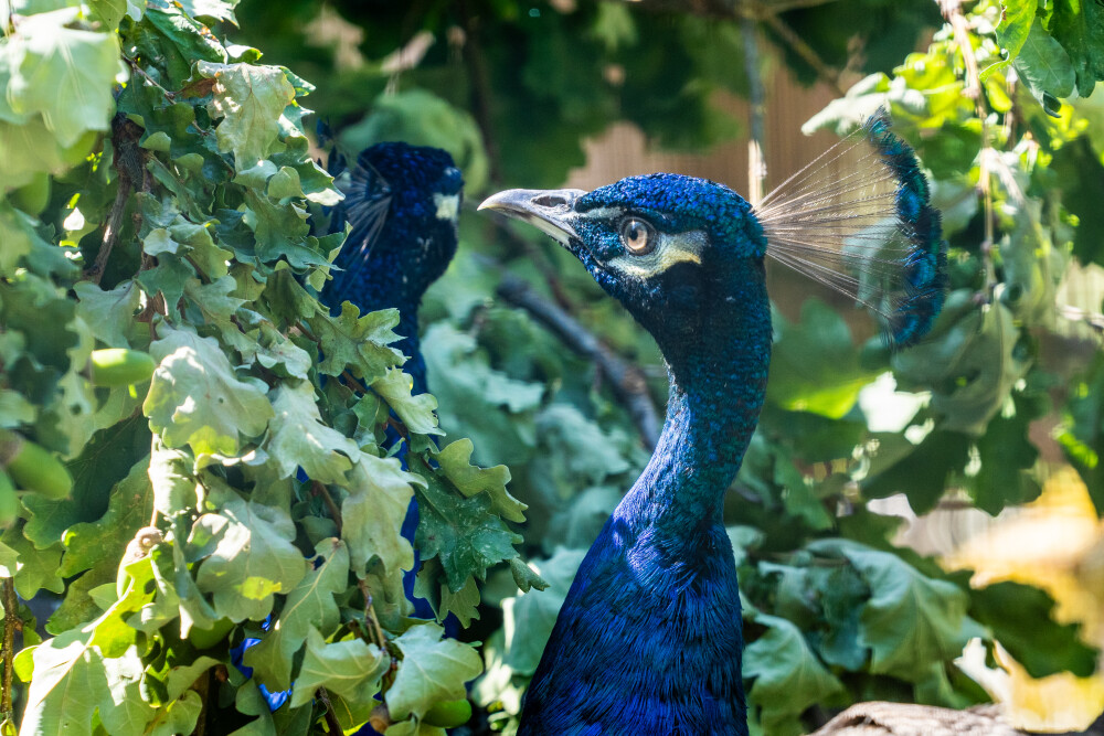 Peacocks at Palais des Nations