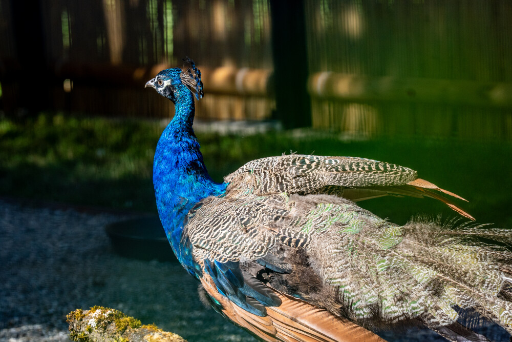 Peacocks at Palais des Nations