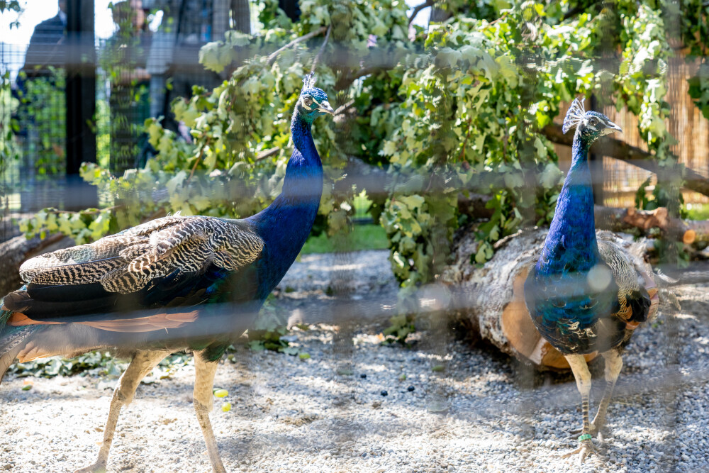 Peacocks at Palais des Nations