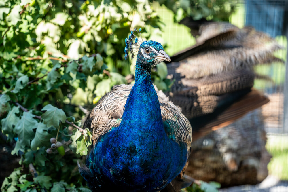 Peacocks at Palais des Nations