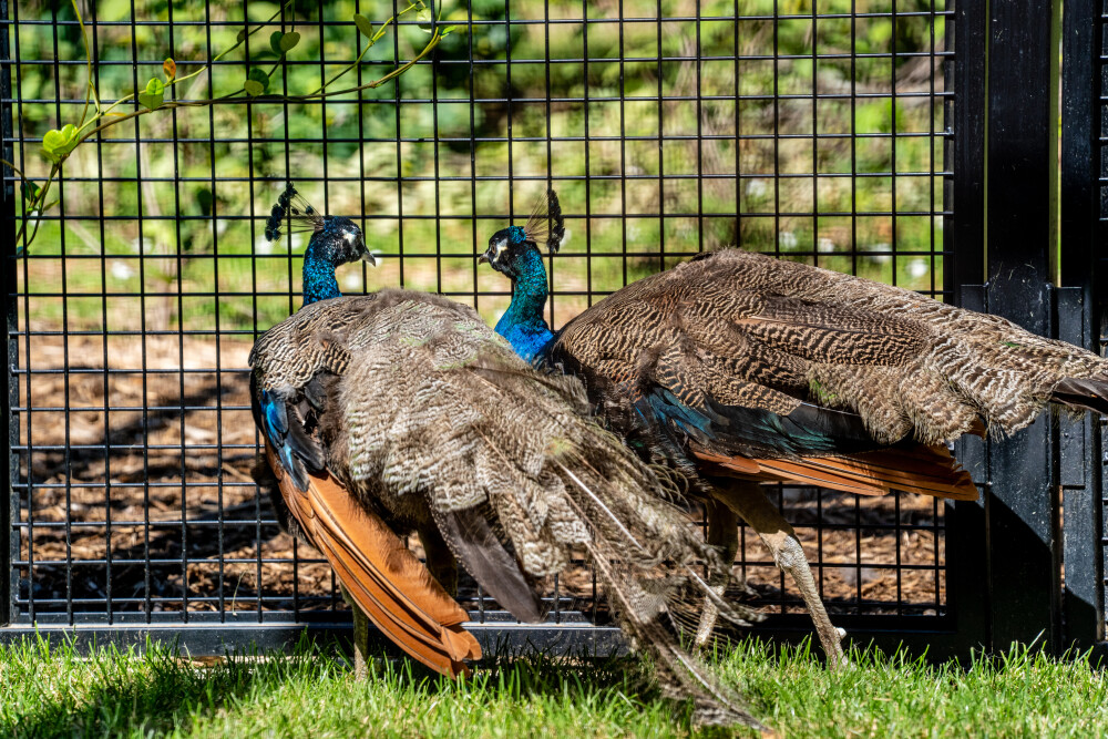 Peacocks at Palais des Nations