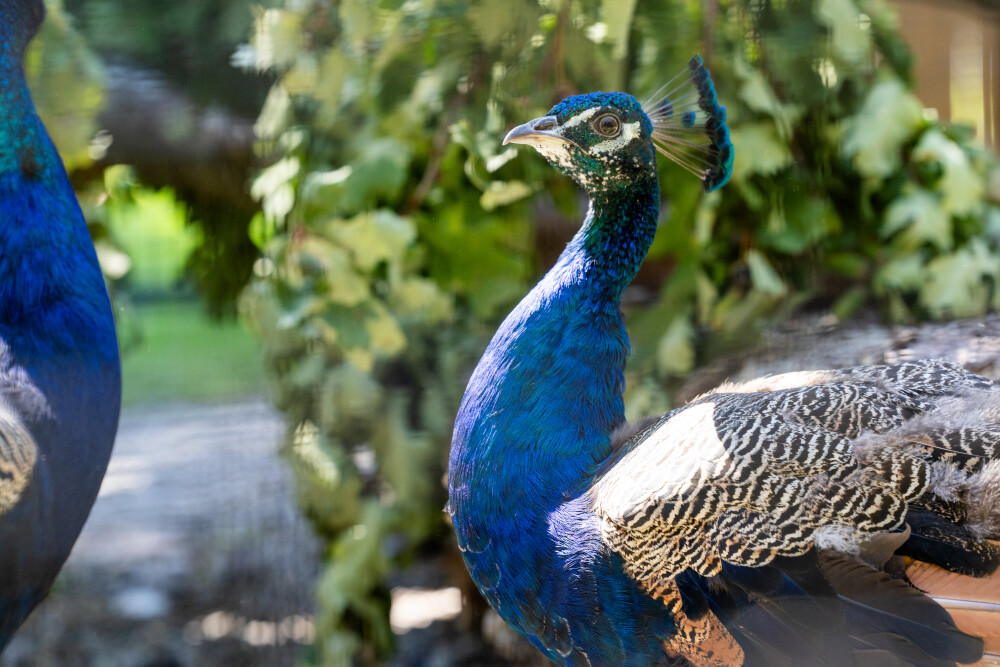 Peacocks at Palais des Nations