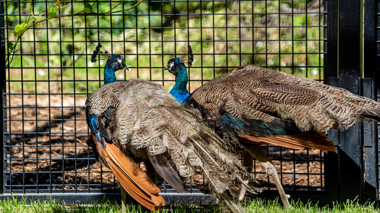 Peacocks return to UN Geneva